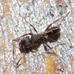 Rhytidoponera tasmaniensis at Hackett, ACT - 14 Jun 2019 01:24 PM