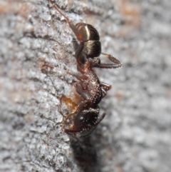 Rhytidoponera tasmaniensis at Hackett, ACT - 14 Jun 2019