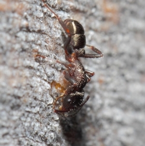 Rhytidoponera tasmaniensis at Hackett, ACT - 14 Jun 2019 01:24 PM