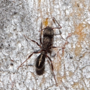 Rhytidoponera tasmaniensis at Hackett, ACT - 14 Jun 2019 01:26 PM