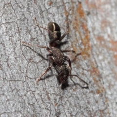 Rhytidoponera tasmaniensis at Hackett, ACT - 14 Jun 2019 01:26 PM