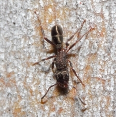 Rhytidoponera tasmaniensis at Hackett, ACT - 14 Jun 2019 01:26 PM