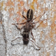 Rhytidoponera tasmaniensis at Hackett, ACT - 14 Jun 2019 01:26 PM