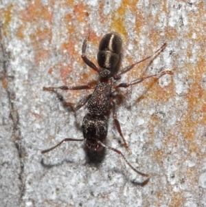 Rhytidoponera tasmaniensis at Hackett, ACT - 14 Jun 2019 01:26 PM