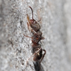 Rhytidoponera tasmaniensis at Hackett, ACT - 14 Jun 2019 01:26 PM