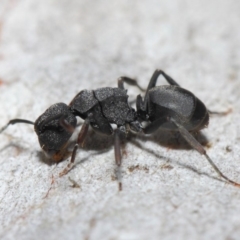 Polyrhachis sp. (genus) (A spiny ant) at Hackett, ACT - 14 Jun 2019 by TimL