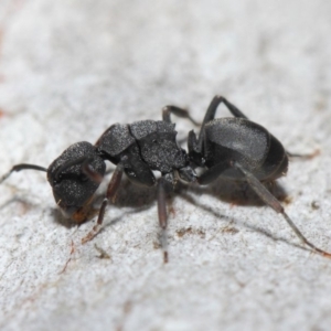 Polyrhachis sp. (genus) at Hackett, ACT - 14 Jun 2019 01:28 PM