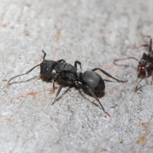 Polyrhachis sp. (genus) at Hackett, ACT - 14 Jun 2019 01:28 PM