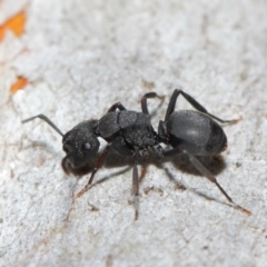 Polyrhachis sp. (genus) at Hackett, ACT - 14 Jun 2019 01:28 PM