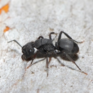 Polyrhachis sp. (genus) at Hackett, ACT - 14 Jun 2019