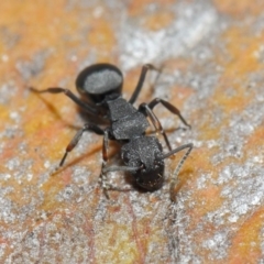 Polyrhachis sp. (genus) at Hackett, ACT - 14 Jun 2019