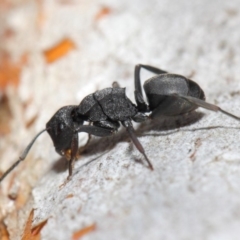 Polyrhachis sp. (genus) at Hackett, ACT - 14 Jun 2019 01:28 PM