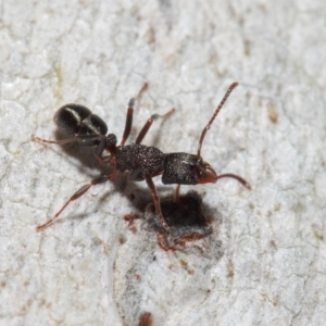 Rhytidoponera tasmaniensis at Hackett, ACT - 14 Jun 2019 01:29 PM