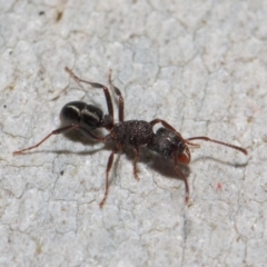 Rhytidoponera tasmaniensis at Hackett, ACT - 14 Jun 2019 01:29 PM