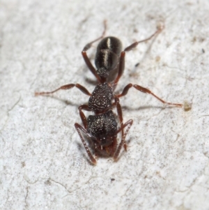 Rhytidoponera tasmaniensis at Hackett, ACT - 14 Jun 2019 01:29 PM