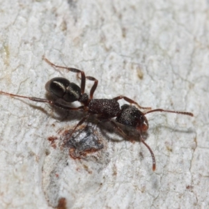 Rhytidoponera tasmaniensis at Hackett, ACT - 14 Jun 2019 01:29 PM