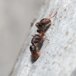 Rhytidoponera tasmaniensis at Hackett, ACT - 14 Jun 2019 01:29 PM