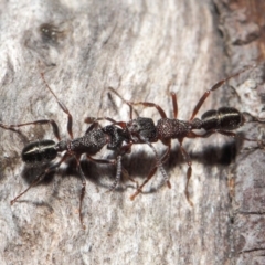 Rhytidoponera tasmaniensis at Hackett, ACT - 14 Jun 2019 by TimL