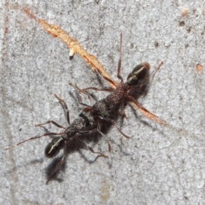 Rhytidoponera tasmaniensis at Hackett, ACT - 14 Jun 2019