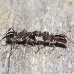 Rhytidoponera tasmaniensis at Hackett, ACT - 14 Jun 2019