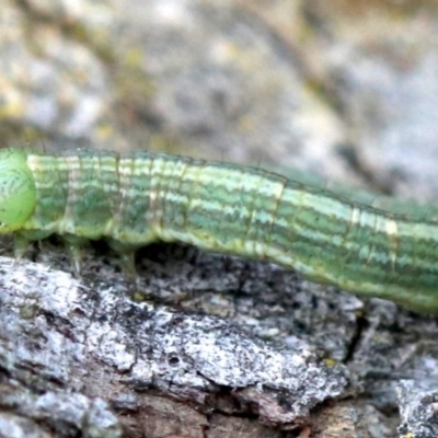 Phelotis cognata (Long-fringed Bark Moth) at Ainslie, ACT - 12 Jun 2019 by jbromilow50