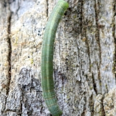 Phelotis cognata at Ainslie, ACT - 12 Jun 2019