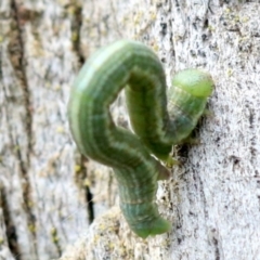 Phelotis cognata at Ainslie, ACT - 12 Jun 2019