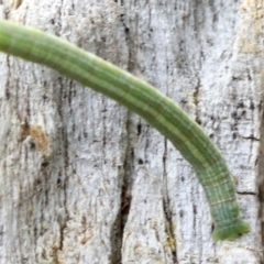 Phelotis cognata at Ainslie, ACT - 12 Jun 2019