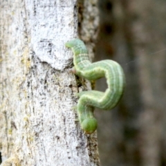 Phelotis cognata at Ainslie, ACT - 12 Jun 2019