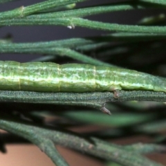 Phelotis cognata at Ainslie, ACT - 12 Jun 2019