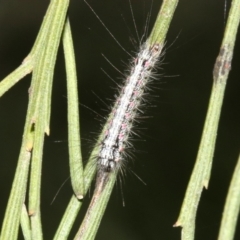 Anestia (genus) (A tiger moth) at Mount Ainslie - 12 Jun 2019 by jb2602