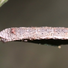 Scioglyptis lyciaria (White-patch Bark Moth) at Ainslie, ACT - 13 Jun 2019 by jb2602