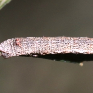 Scioglyptis lyciaria at Ainslie, ACT - 13 Jun 2019 03:28 PM