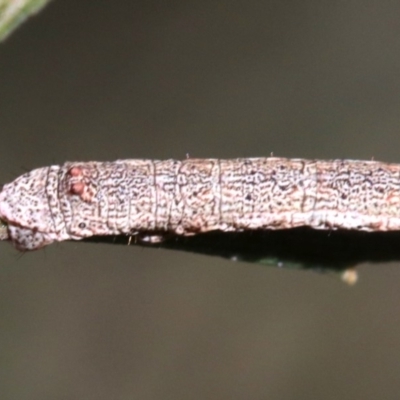 Scioglyptis lyciaria (White-patch Bark Moth) at Mount Ainslie - 13 Jun 2019 by jbromilow50