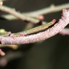 Scioglyptis lyciaria at Ainslie, ACT - 13 Jun 2019 03:28 PM