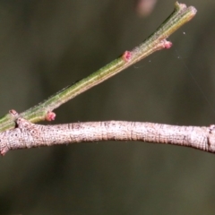 Scioglyptis lyciaria at Ainslie, ACT - 13 Jun 2019 03:28 PM