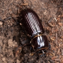 Aulacocyclus edentulus (Passalid beetle) at Denman Prospect, ACT - 16 Jun 2019 by rawshorty