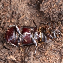 Aulacocyclus edentulus at Denman Prospect, ACT - 16 Jun 2019 09:07 AM