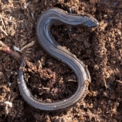Hemiergis talbingoensis (Eastern Three-toed Earless Skink) at Denman Prospect, ACT - 16 Jun 2019 by rawshorty