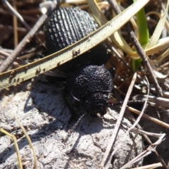 Adelium porcatum (Darkling Beetle) at Mulligans Flat - 15 Jun 2019 by Christine