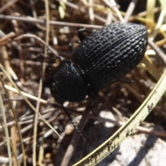 Adelium porcatum at Amaroo, ACT - 15 Jun 2019