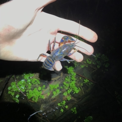 Euastacus crassus (Alpine Spiny Crayfish) at Lower Cotter Catchment - 5 Jun 2019 by pbrennan502