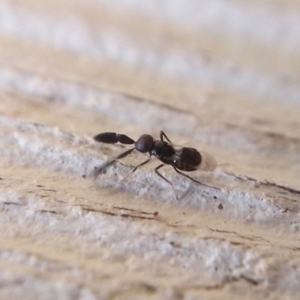 Cryptanusia sp. (genus) at Ngunnawal, ACT - 16 Jun 2019