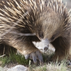 Tachyglossus aculeatus (Short-beaked Echidna) at Illilanga & Baroona - 9 Nov 2018 by Illilanga