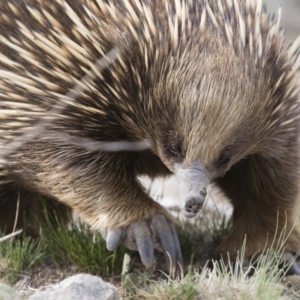 Tachyglossus aculeatus at Michelago, NSW - 9 Nov 2018 04:24 PM