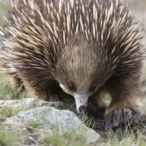 Tachyglossus aculeatus at Michelago, NSW - 9 Nov 2018