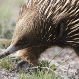 Tachyglossus aculeatus at Michelago, NSW - 9 Nov 2018 04:24 PM