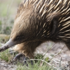 Tachyglossus aculeatus at Michelago, NSW - 9 Nov 2018