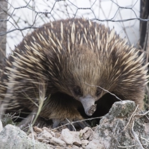 Tachyglossus aculeatus at Michelago, NSW - 9 Nov 2018