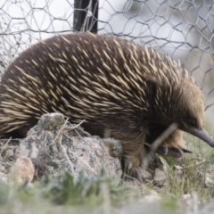 Tachyglossus aculeatus at Michelago, NSW - 9 Nov 2018 04:24 PM